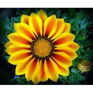  Red Stripe Gazania Patio, Lawn & Garden