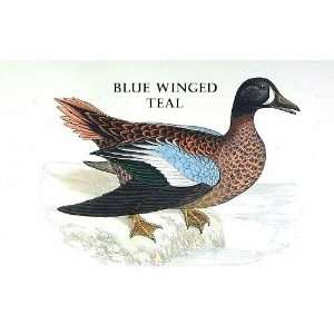  Birds Blue Winged Teal Sheet of 21 Personalised Glossy 