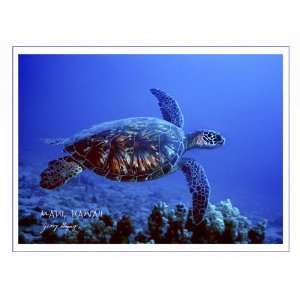   Marine LIfe   Green Sea Turtle, 6pk Boxed Set w/Envelopes: Home