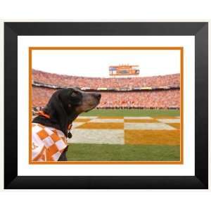   in. x 20 in. Tennessees Smokey at Neyland Stadium