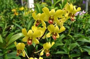 Dendrobium Yellow Burana Jade Orchid Plant  