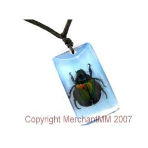  REAL INSECT SPECIMEN TAXIDERMY TEACHING AIDE   CHINESE 