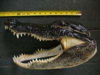 15 FLORIDA ALLIGATOR GATOR HEAD TAXIDERMY crocodile teeth skull real 