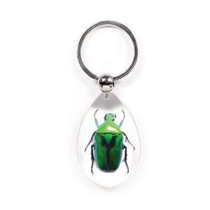   Key Chain Tear Drop Shape Clear Green Chafer Beetle: Home & Kitchen