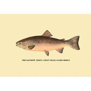   By Buyenlarge The Rainbow Trout 12x18 Giclee on canvas