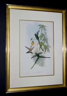 Gould 1849   Framed Green tailed Sylph Hummingbird  