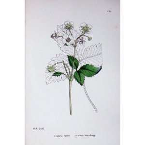 Botany Plants C1902 Hautbois Strawberry Fragaria Fruit  