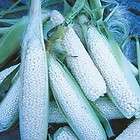 Heirloom Hickory King White Corn Seeds  