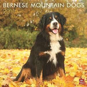  Bernese Mountain Dogs 2011 Wall Calendar: Office Products