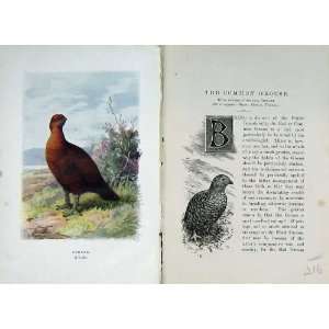  1901 Swaysland Wild Birds Red Common Grouse Thorburn: Home 
