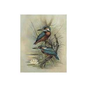   Wild Bird Posters Kingfisher Bullfinch Blue jay Print: Home & Kitchen
