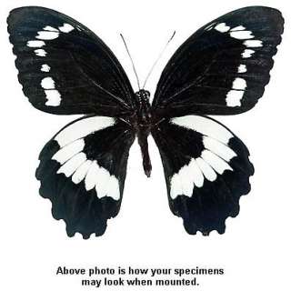 Papilio bridgei hecataeus   Unmounted Butterfly  