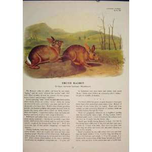 Bush Rabbit Rabbits Rat Rats Shrew Rodent Color Print 