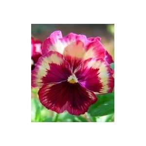  Strawberry Kiss Pansy Seed Pack Patio, Lawn & Garden