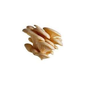  Oyster Mushroom 100+ Spore Coated Carrier Seeds Grow Your Own Fresh 