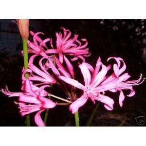  NERINE BOWDENII: Pet Supplies