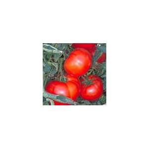   Silvery Fir Tree Tomato Organic Heirloom Seeds: Patio, Lawn & Garden
