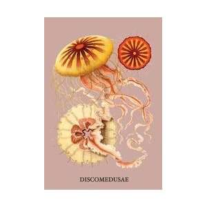  Jellyfish Discomedusae #2 24x36 Giclee: Home & Kitchen