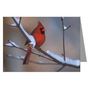   Cardinal Unique Greeting Cards Pk of 10 by CafePress: Health