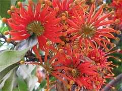 Firewheel Tree (Stenocarpus sinuatis)   40 Seeds  