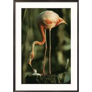  A Caribbean Flamingo Stands on its Nest and Feeds its 