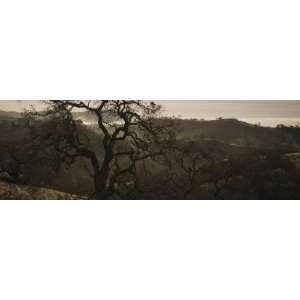  Oak Tree on a Hill, Henry W Coe State Park, California 