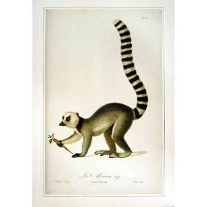   : C1990 Mammals Ring Tailed Lemur Catta Mococo Colour: Home & Kitchen