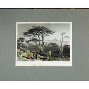  1836 Hand Coloured Print View Cedar Trees Labanon