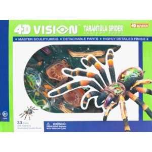  4D Vision   Tarantula Spider Anatomy Kit (Science) Toys 