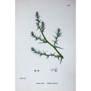  Sowerby Plants C1902 Prickly Saltwort Salsola Kali