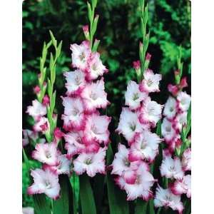  Gladiolus Cheops 8 bulbs Patio, Lawn & Garden