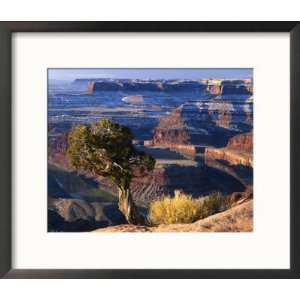  Juniper on Rim of Colorado River Canyon at Deadhorse Point 