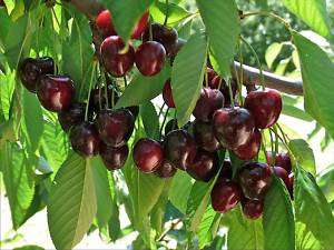 Sweet Cherry, Mazzard Cherry, Prunus avium, Tree Seeds  