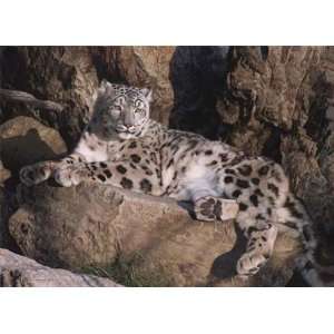   Carl Brenders   Ghost Cat   Snow Leopard Canvas Giclee: Home & Kitchen