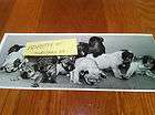   Photograph, English Bulldog, TEN Dog Puppies, Early Picture 1950s