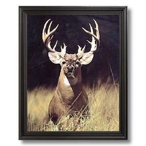  Trophy Buck Deer With Big Rack Picture Black Framed Art 