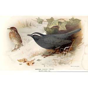  Siberian Ground Thrush By Thorburn Birds 1855 97