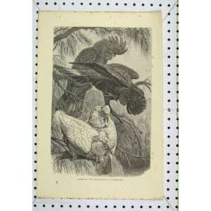  Banksian Slender Billed Cockatoos Birds C1850 Engraving 