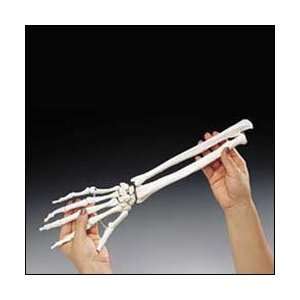 Elastic Hand Demonstration Model  Industrial & Scientific