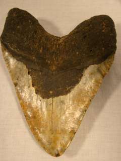   CARCHAROCLES MEGALODON Pre Historic SHARK TOOTH Antique FOSSIL  