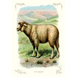  The Sheep 12x18 Giclee on canvas: Home & Kitchen