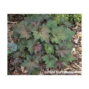  Coral Bells   Palace Purple Perennial Flower   One Gallon 