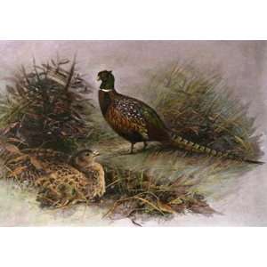 Pheasant Etching Whymper, Charles Animals, Dogs Birds Engraving 
