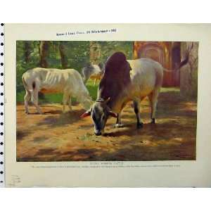  1926 Indian Humped Cattle Hares Country Natural History 