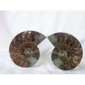  Cut in half and polished Ammonite Fossil (Madagascar), 8 