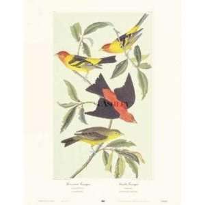  Louisiana Tanager, Scarlet Tanager by John James Audubon 