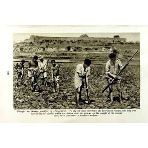    c1920 PLOUGHS MADAGASCAR FARMING BARA WARRIORS MEN