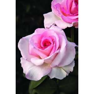   Pink Promise (Rosa Hybrid Tea)   Bare Root Rose: Patio, Lawn & Garden