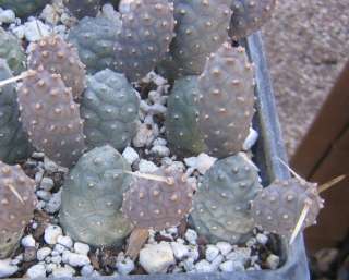Tephrocactus articulatus v. diadematus Pine Cone Cactus  