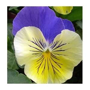  Morpheus Pansy Seed Pack Patio, Lawn & Garden